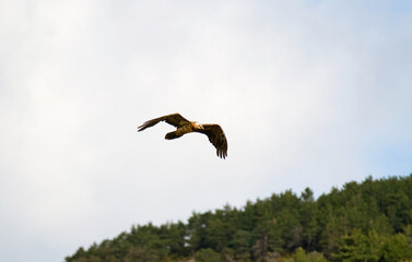 Gypaète barbu, jeune,Gypaetus barbatus, Bearded Vulture, Pyrénées