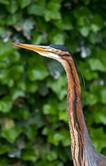 Héron pourpré,
Ardea purpurea, Purple Heron