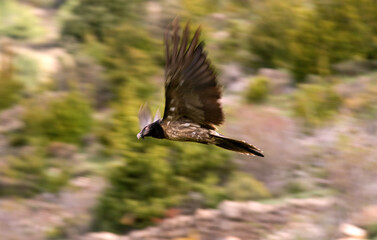 Gypaète barbu, jeune,Gypaetus barbatus, Bearded Vulture, Pyrénées