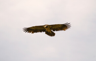 Fototapeta premium Gypaète barbu, jeune, Gypaetus barbatus, Bearded Vulture, Pyrénées