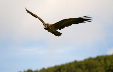 Gypaète barbu, jeune,Gypaetus barbatus, Bearded Vulture, Pyrénées