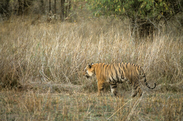 Tigre, Panthera tigris, Parc national de Ranthambore, Rajastan, Inde