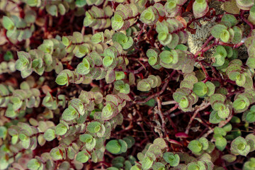 Creeping Plant with Round Leaves and Red Stems Close Up