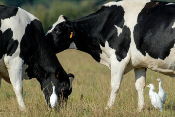 vache race Bretonne pie noire,  Héron garde boeufs, Bubulcus ibis