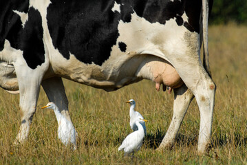 vache race Bretonne pie noire,  Héron garde boeufs, Bubulcus ibis