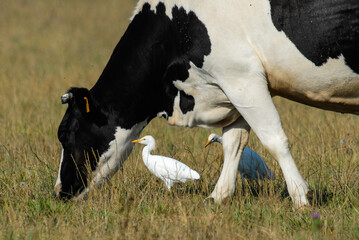 vache race Bretonne pie noire,  Héron garde boeufs, Bubulcus ibis