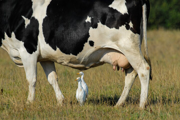 vache race Bretonne pie noire,  Héron garde boeufs, Bubulcus ibis