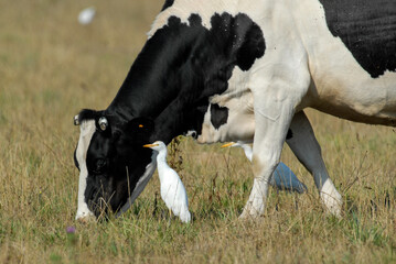 vache race Bretonne pie noire,  Héron garde boeufs, Bubulcus ibis