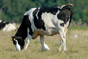 vache race Bretonne pie noire,  Héron garde boeufs, Bubulcus ibis