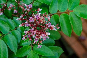 Blooming Tree Branch with Pink Flowers and Green Leaves