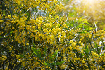 Blossoming bright yellow flowers of mimosa tree close up in spring, orange wattle acacia	
