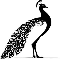 peacock vector illustration