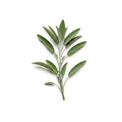 Fototapeta premium Sage sprig isolated on white background