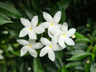 white flowers
