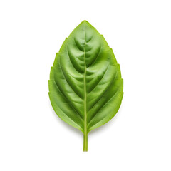 Single basil leaf close up