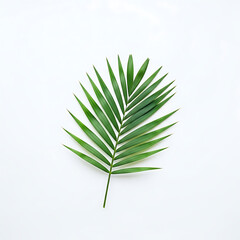 Single green palm leaf on white background