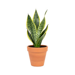 Snake plant in terracotta pot