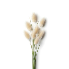 Soft fluffy beige grass flowers bouquet