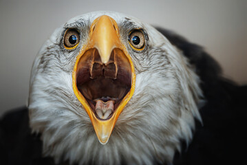 Bald Eagle (Haliaeetus leucocephalus) detail of the head of this predator