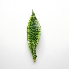 Striped plant leaf on white background