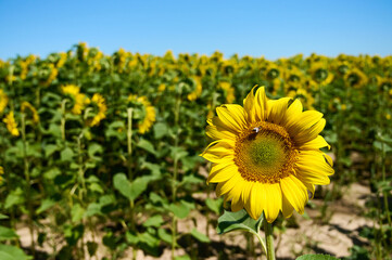 A sunflower displays its bright yellow petals against a blurred green background on a sunny summer day.