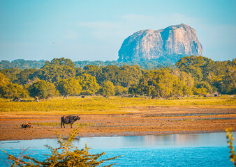 Open Landscape of Yala with Wildlife Trails Visible from Above

