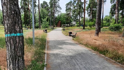 trees in the park marked with paint for subsequent cutting down