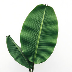 Tropical green leaves