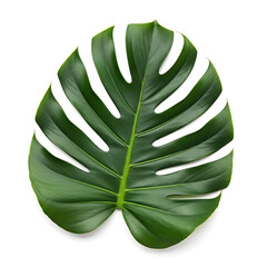 Tropical leaf detail isolated background
