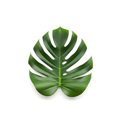 Tropical leaf isolated background design element