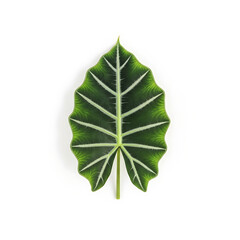 Tropical plant leaf isolated background