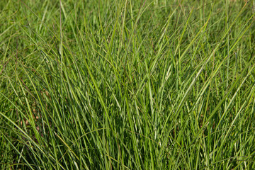 Lush green grass under bright sunlight, forming a vibrant natural background. Perfect for wallpaper, nature themes, or fresh eco-friendly design.