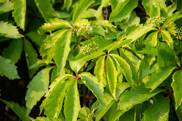 Green fence covered with blooming Virginia creeper, a decorative climbing plant. Lush natural...