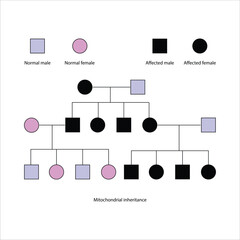 Mitochondrial Inheritance Pedigree Chart