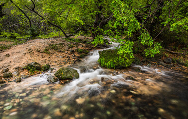beautiful green landscape of salalah in oman during a khareef season