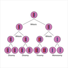 Chromosomal Abnormalities Non-disjunction in Mitosis and Aneuploidy