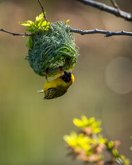 A southern masked weaver weaving a nest