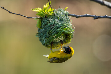 A southern masked weaver weaving a nest