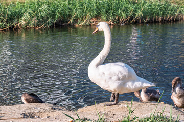 Wild swans with their offspring on a pond in the reeds. Incredibly beautiful nature and birds.