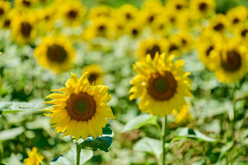 A sunflower displays its bright yellow petals against a blurred green background on a sunny summer day.