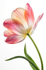 Fototapeta premium Beautiful fresh pink Tulip on white or transparent background