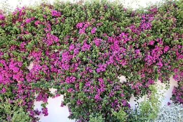 Colorful bougainvillea flowers in the streets of Granada, Andalusia. Spain