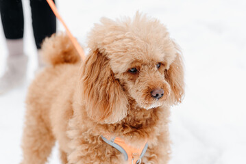 red poodle walking on leash with owner on white snow in winter day, dogwalking concept