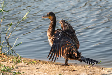 Great cormorant, Phalacrocorax carbo, sits on stone and dries its wings on the wind.