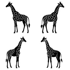 Obraz premium Four giraffes standing in a group with distinctive spot patterns on their bodies in black and white color