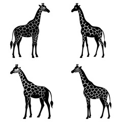 Four black and white giraffe silhouettes standing in various poses on a white background design element