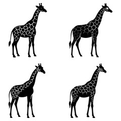 Four giraffes in silhouette showcasing their unique spot patterns against a white background design here now
