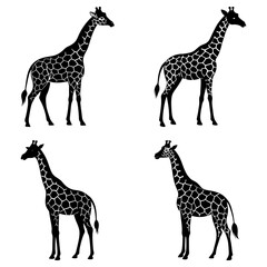 Four giraffe silhouettes with spot patterns in a grid arrangement on a white background design illustration