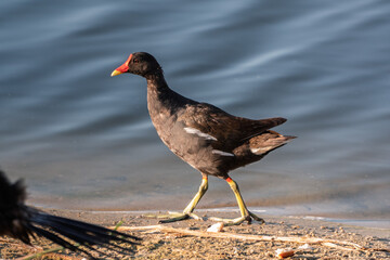 The common moorhen, black and brown bird with red and yellow beak and green legs, walking on dry leaves seeking for food.