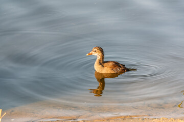 Juvenile Moorhen Chicks Swimming in Natural Wetland Habitat